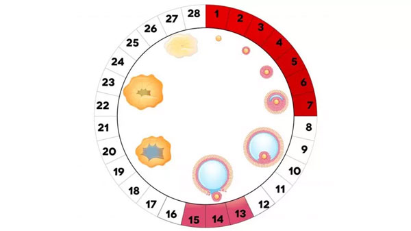  پیداکردن زمان تخمک گذاری