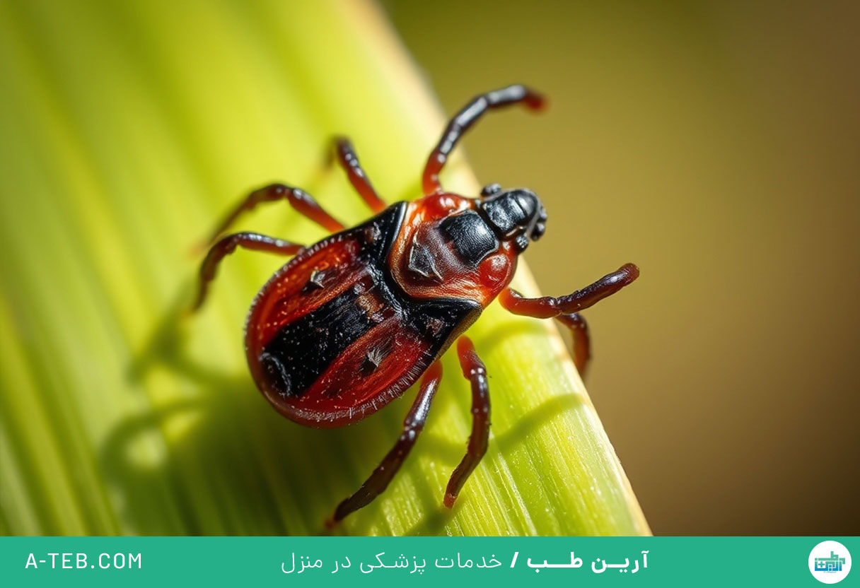 پیشگیری از نیش کنه در طبیعت گردی های بهاری