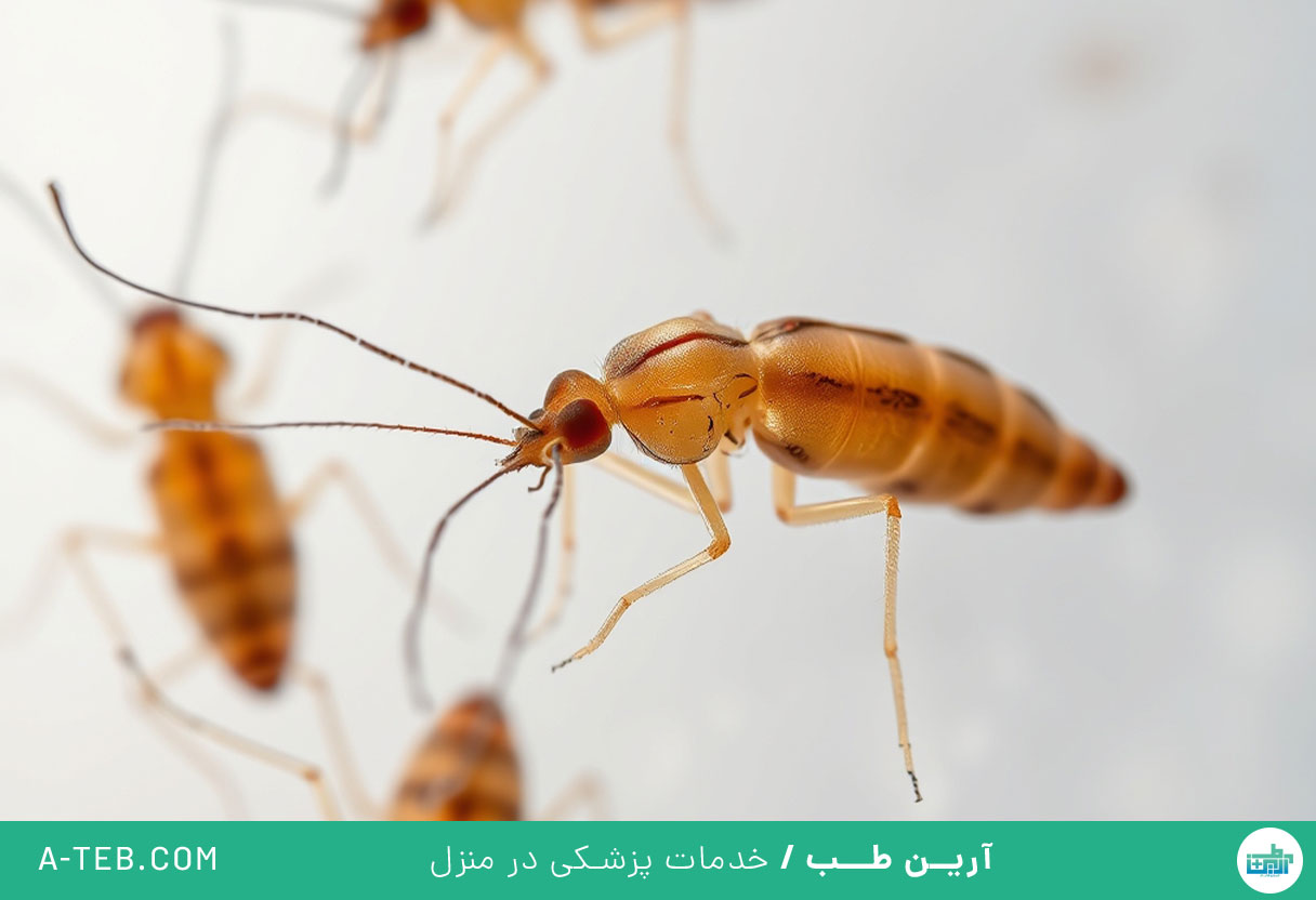 نیش حشرات