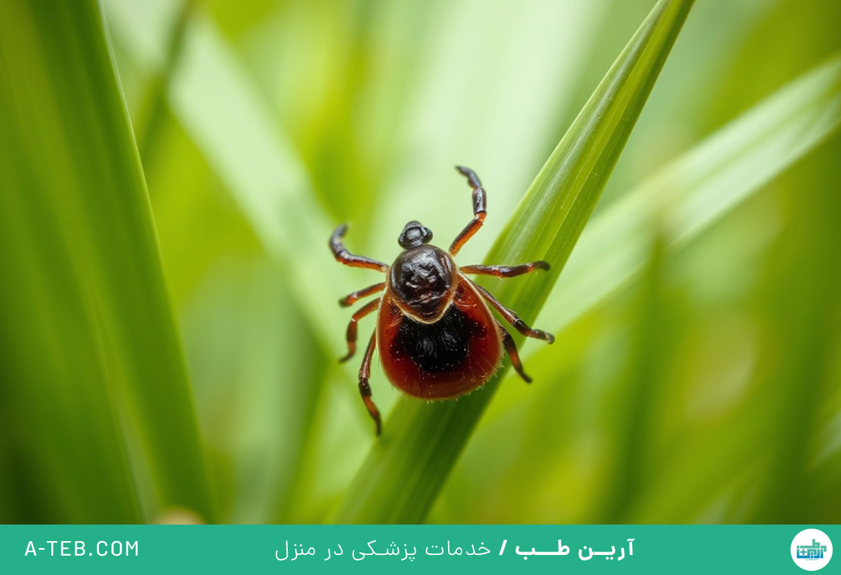 پیشگیری از نیش کنه در طبیعت گردی های بهاری