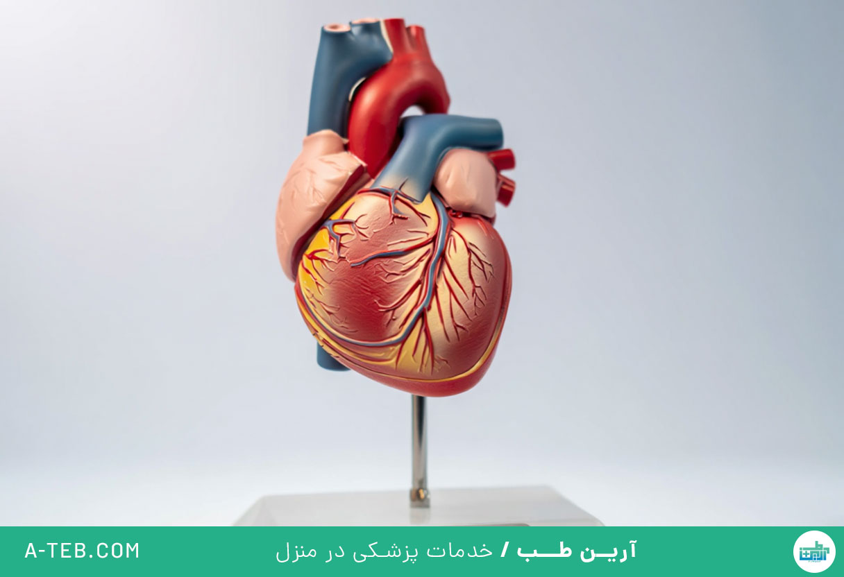 هیپرتروفی قلب