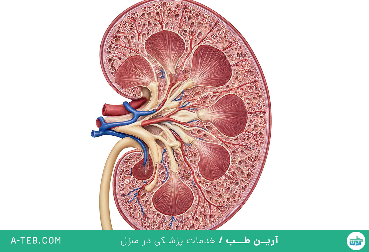 نفریت بینابینی