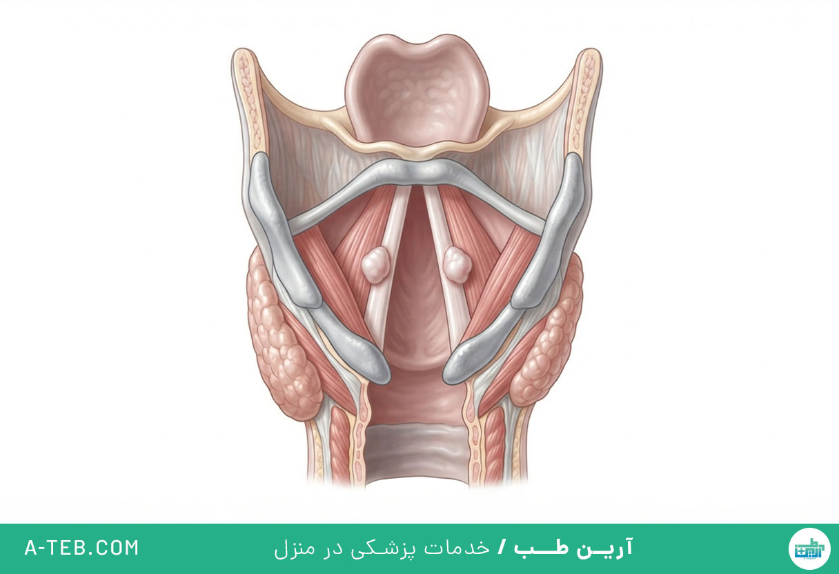 ندول حنجره